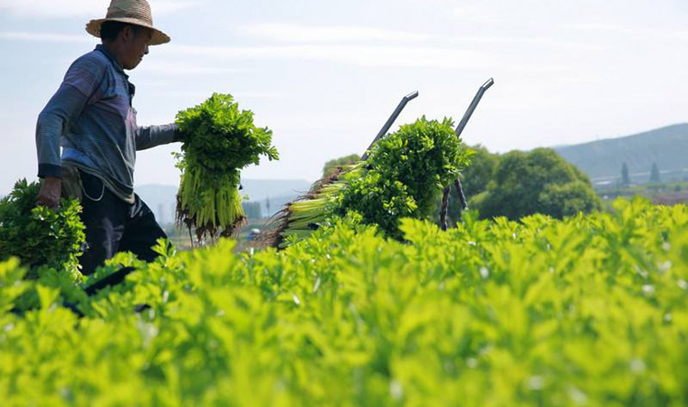 冷庫儲藏芹菜采收注意事項(xiàng)