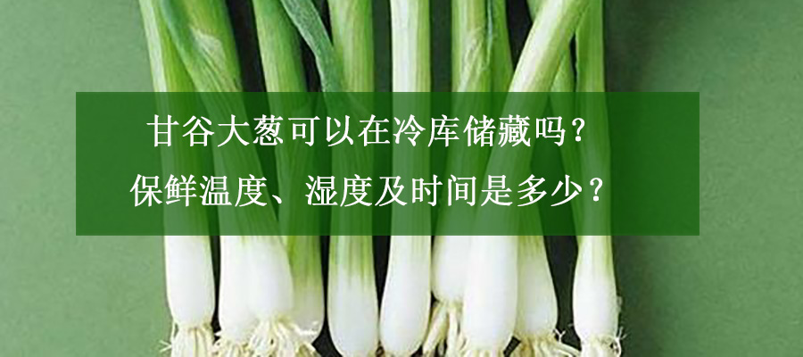 甘谷大蔥可以在冷庫(kù)儲(chǔ)藏嗎？保鮮溫度、濕度及時(shí)間是多少？