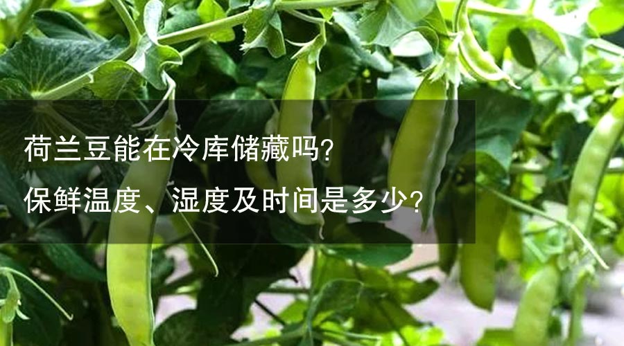 荷蘭豆能在冷庫儲(chǔ)藏嗎？保鮮溫度、濕度及時(shí)間是多少？