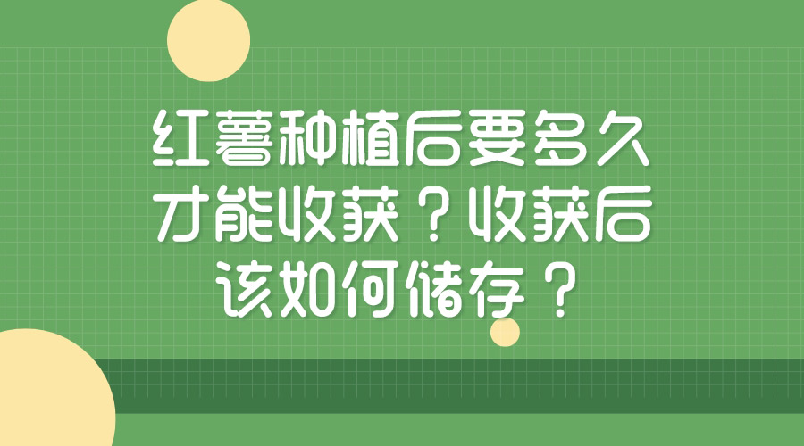 紅薯種植后要多久才能收獲？收獲后該如何儲(chǔ)存？