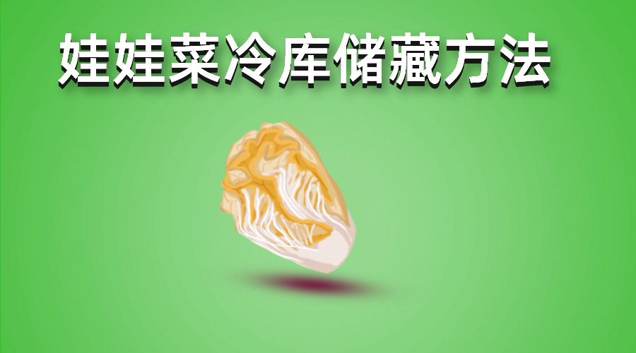 娃娃菜冷庫(kù)儲(chǔ)藏方法介紹