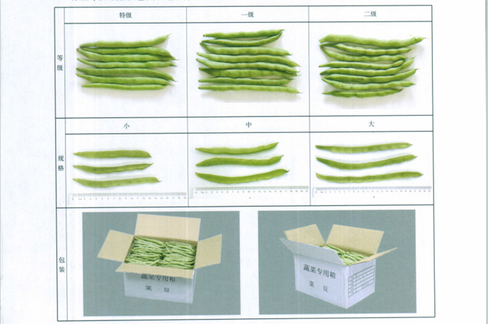 四季豆放冷庫前分級(jí)實(shí)物參考圖片