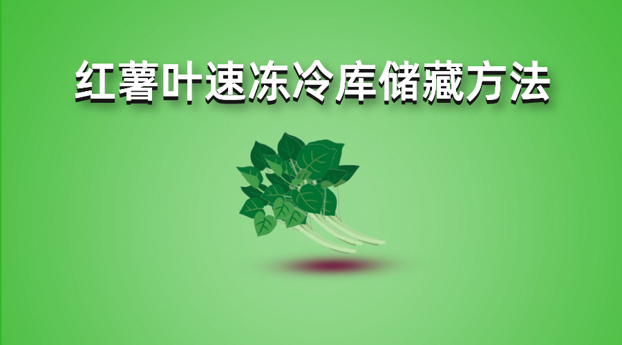 紅薯葉速凍冷庫儲(chǔ)藏方法詳解