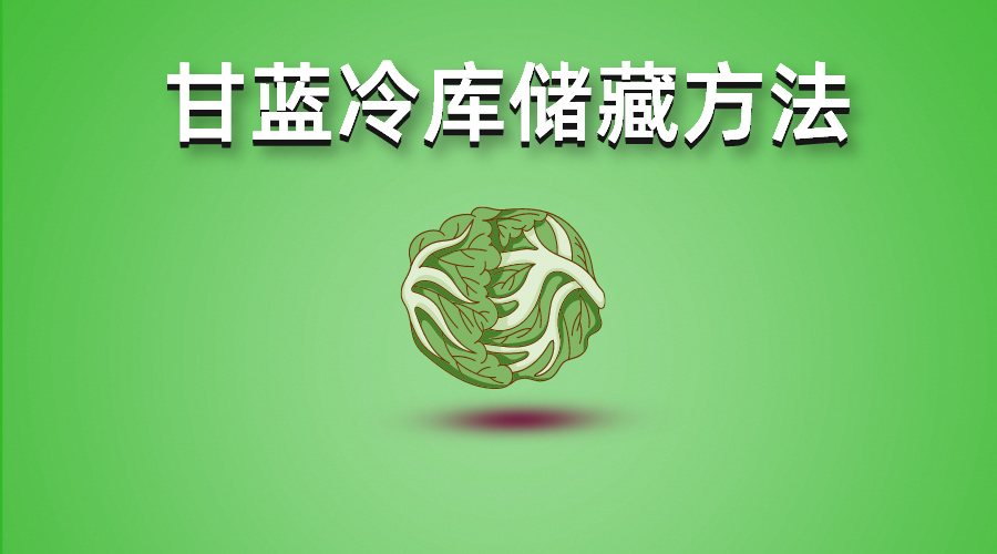 包菜（甘藍(lán)）冷庫(kù)儲(chǔ)藏技術(shù)