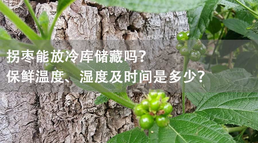 拐棗能放冷庫(kù)儲(chǔ)藏嗎？保鮮溫度、濕度及時(shí)間是多少？