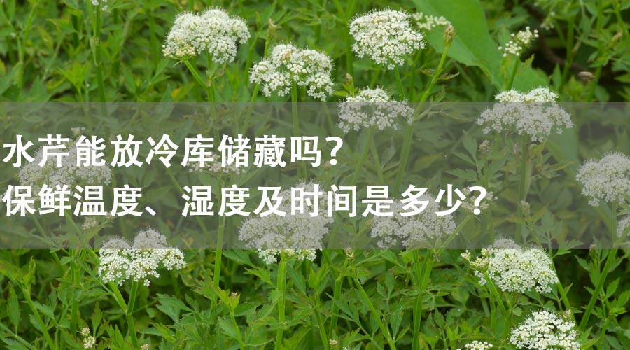 水芹能放冷庫(kù)儲(chǔ)藏嗎？保鮮溫度、濕度及時(shí)間是多少？