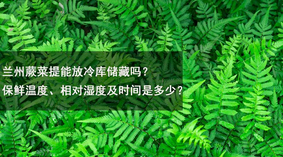 蘭州蕨菜提能放冷庫儲藏嗎？保鮮溫度、相對濕度及時間是多少？.jpg