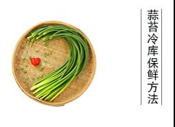 蒜薹（蒜苔、蒜毫）冷庫(kù)儲(chǔ)藏方法是什么？保鮮期可達(dá)半年以上！