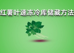 紅薯葉速凍冷庫(kù)儲(chǔ)藏方法詳解，長(zhǎng)期保鮮效果好！