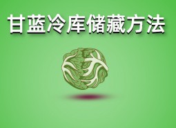 包菜（甘藍(lán)）冷庫(kù)儲(chǔ)藏技術(shù)分享，保鮮期可達(dá)3個(gè)月！