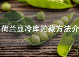 荷蘭豆冷庫(kù)貯藏方法介紹，學(xué)會(huì)此招保鮮2個(gè)月！