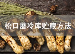 松茸（松口蘑）冷庫(kù)貯藏方法介紹！